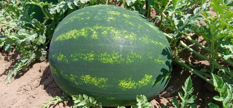 Adana Karpuzu Hasada Gün Sayıyor